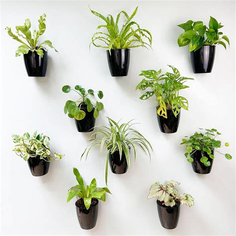 Amazon.com : LaLaGreen 10-Pack Self-Watering Black Wall Mount Planters ...