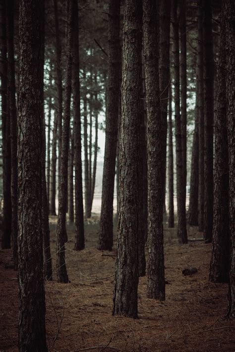 Forest Landscape High Resolution 的图像结果