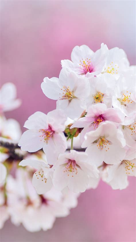 'I'll quit cricket and become a professor': Mohammad Rizwan shuts down ...