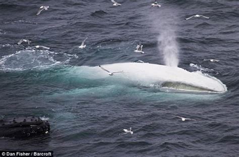 梅尔维尔鲸的天敌是什么？为何梅尔维尔鲸会灭绝_探秘志
