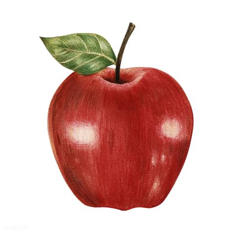 apple drawing big