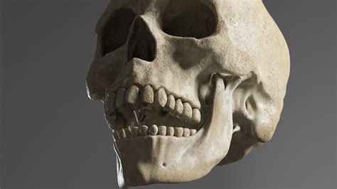 Human Skull Realistic - 3D Model by gabrielgardiman