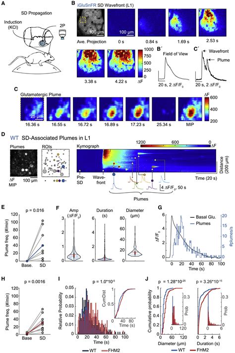 Image result for Glua4 Neuron