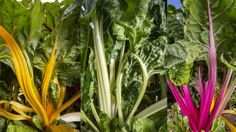 Swiss Chard Nutrition and Benefits - Rancho La Puerta
