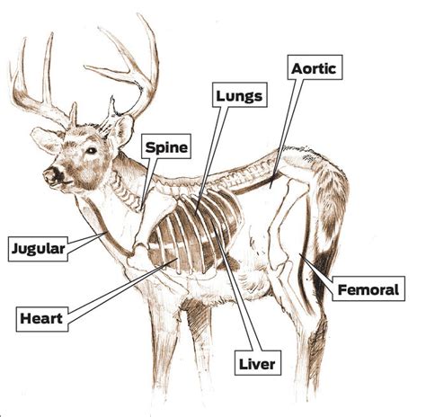 Deer Vitals Diagram Of A S