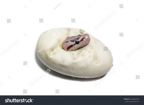 Image result for How Python Eggs Hatch