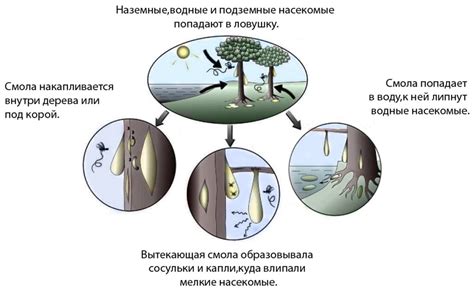Насекомые в смоле как называется