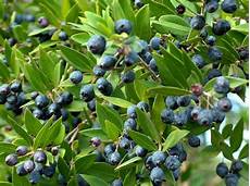 fiori di mirto il mirto fiori di mirto il mirto
