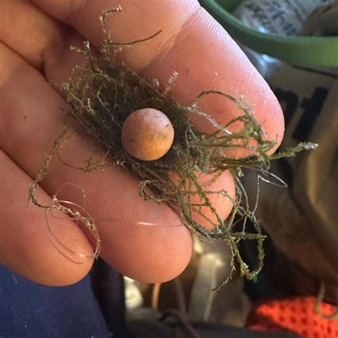 Image result for Nano Tank Java Moss