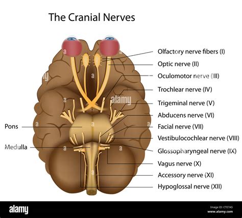 Drawing anatomy nerves Cut Out Stock Images & Pictures - Alamy