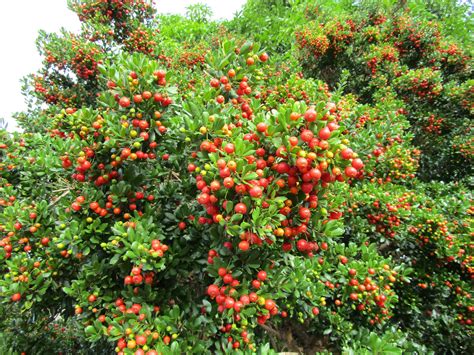 Sea Grape Coccoloba uvifera — Florida Native Plants Nursery & Landscaping