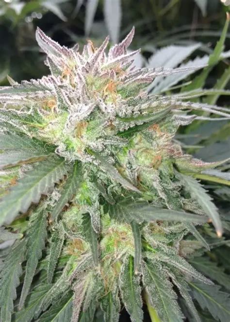 Image result for Alien OG Strain Info