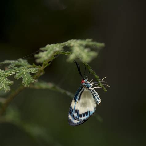 Download wallpaper 3415x3415 butterfly, insect, branch, macro, blur ...