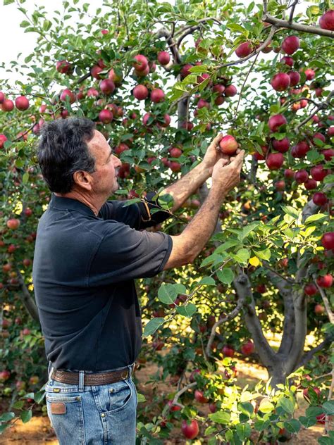 Apple Ridge Farms: U-Pick Apple Farm - California Grown