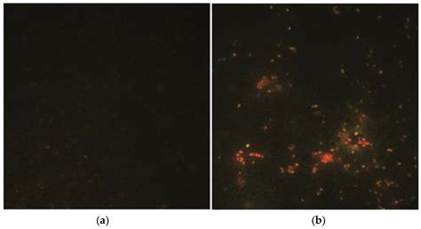 Mitochondria-Targeted Curcumin: A Potent Antibacterial Agent against ...