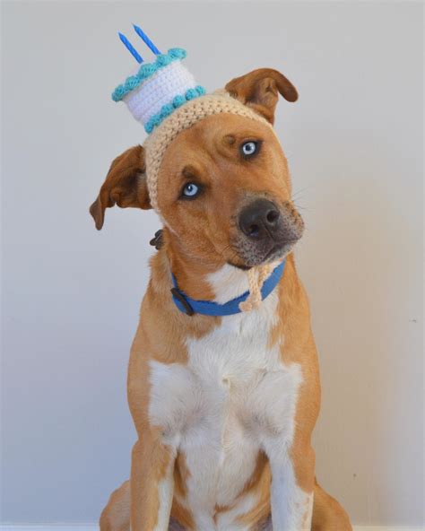 Dog With Birthday Hat