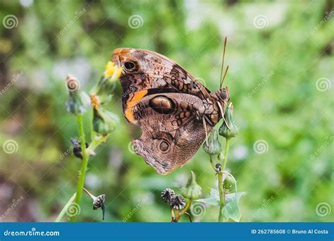 The Erebid Moth Ascalapha Odorata, Commonly Known As the Black Witch. Stock Photo - Image of ...