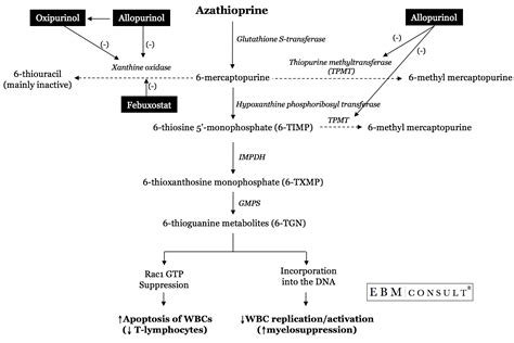 The Mechanism and Drug Interaction - Allopurinol and Azathioprine and Risk of Bone Marrow ...