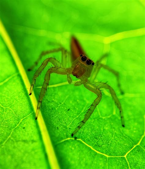 Spider-Man Transformation Animation 的图像结果