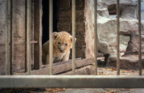 The Ugly Truth About Zoos: 12 Reasons Why They’re More Harmful Than Helpful - Budget and the Bees