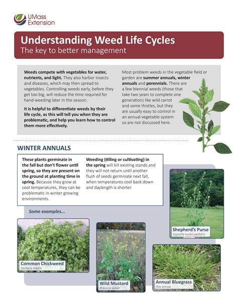 Weeds In Spanish Translation