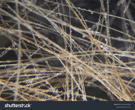 Image result for Wool Under a Microscope