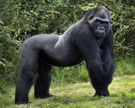 Largest Silverback Gorilla Ever