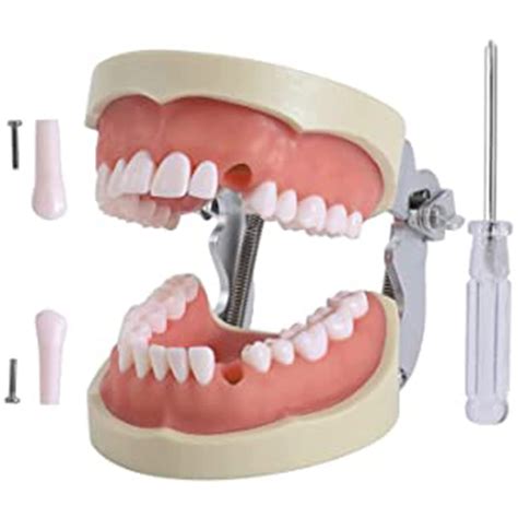 Buy LAVLAP Dental Teeth Model, Removable Tooth Teach Practice Model ...