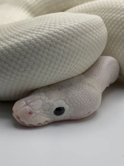 Image result for White Wedding Ball Python