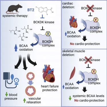 Extra-cardiac BCAA catabolism lowers blood pressure and protects from ...