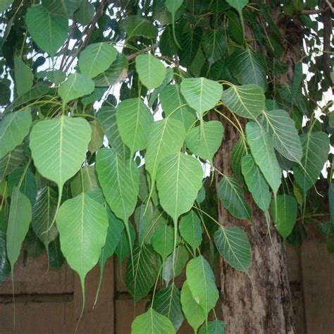 Ficus Religiosa/Peepal Tree - Avenue Trees – Exotic Space