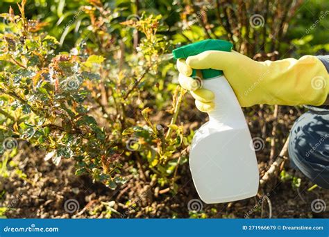 Treatment of Roses from Pests, Aphids and Fungi. Remedy for Roses from ...