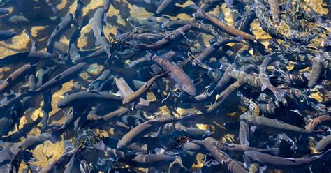 Image result for Trout Farming Methods