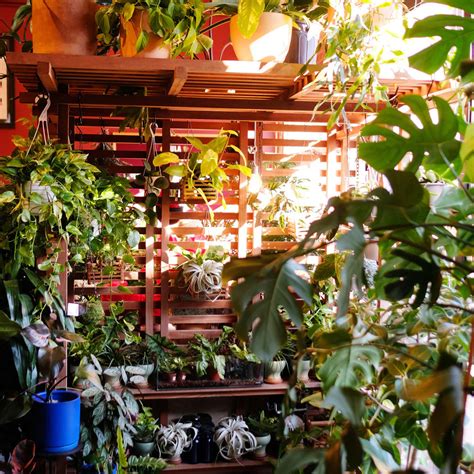 Unique House Plants | Cool Indoor Plants | Tula House | Shop ...