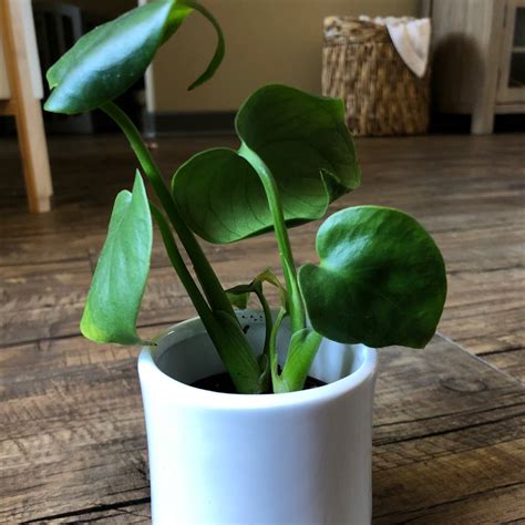 10 Benefits of Having a Chinese Taro