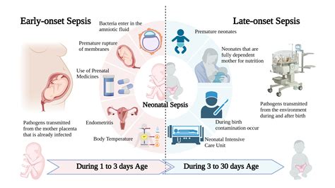 Image result for Neonatal Sepsis Algorithm
