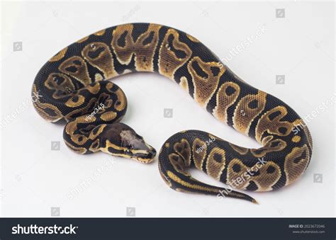 Scaleless Ball Python 的图像结果