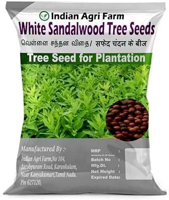RK Seeds- Sacred Terminalia arjuna, Arjun Tree, Marudha Maram, Neer ...