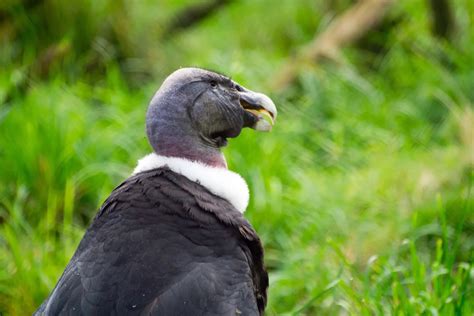 Colombian Animals: 9 to Try and Find | G Adventures