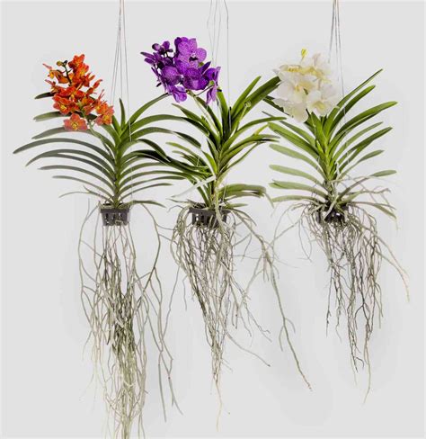 Blooming Secrets: How To Care For A Vanda Orchid