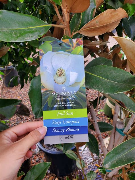 DWARF SOUTHERN MAGNOLIA (Magnolia grandiflora 'Little Gem') - Treeland ...