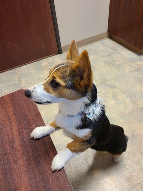 Cahill Veterinary Hospital - 27560 Cahill Rd, Flat Rock, MI 48134 ...