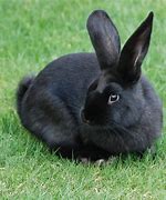 Image result for Black Bunny Cartoon