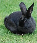 Image result for Cute Bunny with Edgy Black