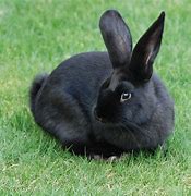 Image result for Rabbit Black White