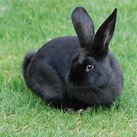 Image result for Cute Bunny Cartoon Black and White