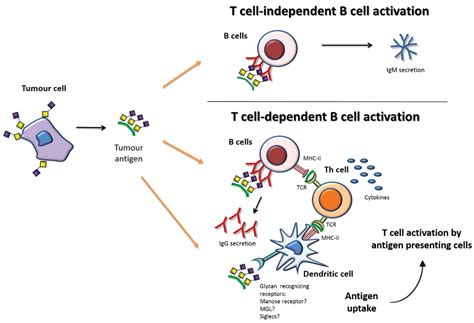Challenges in Antibody Development against Tn and Sialyl-Tn Antigens