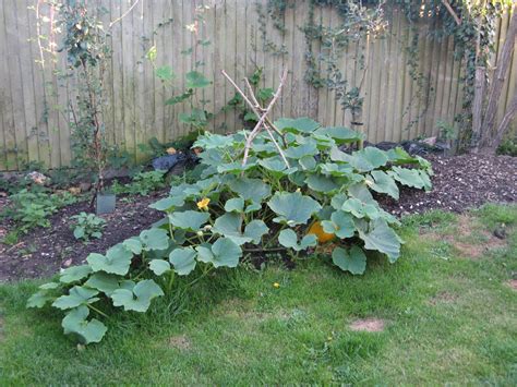 Is this a butternut squash plant?!? (And how to care for it...) — BBC ...