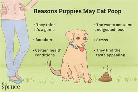 Image result for How to Stop Dogs from Eating Poop