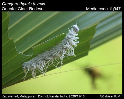 Gangara thyrsis | Butterfly